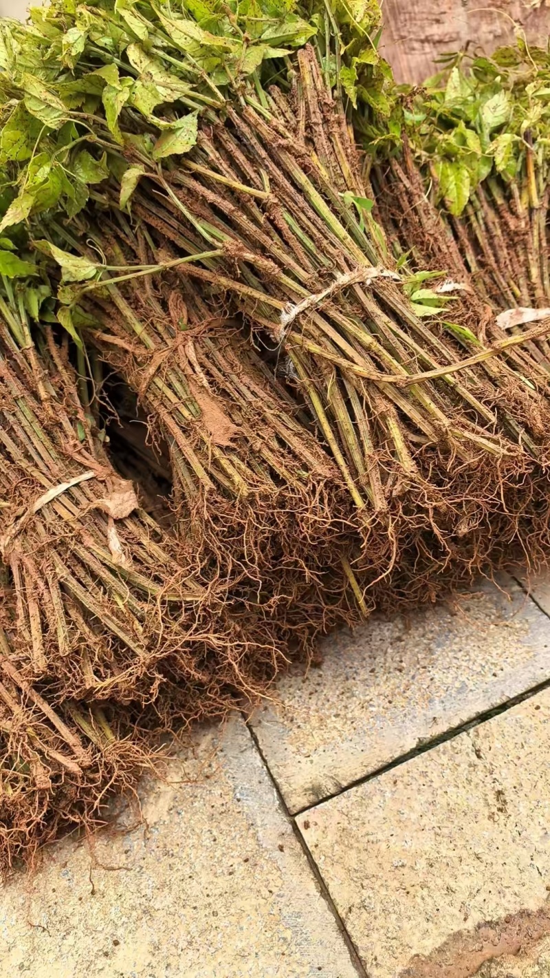 广西三叶青苗，三叶青枝条，根须苗供应，提供种植技术，回收