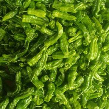 新茬芜湖椒大量上市中，货源充足质量保证
