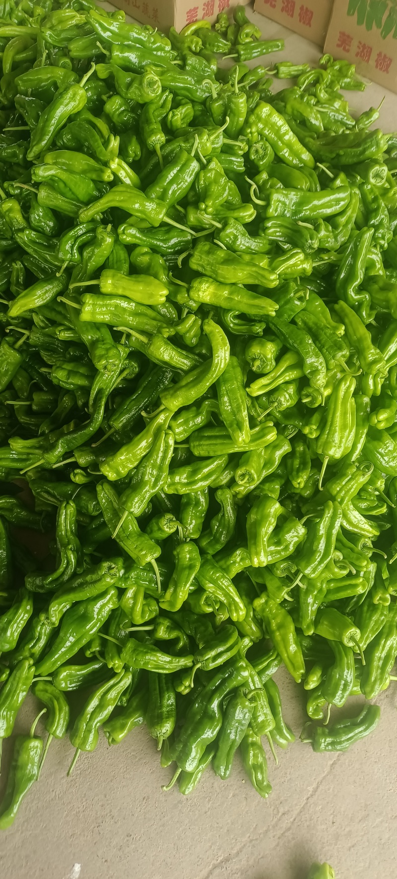 新茬芜湖椒大量上市中，货源充足质量保证