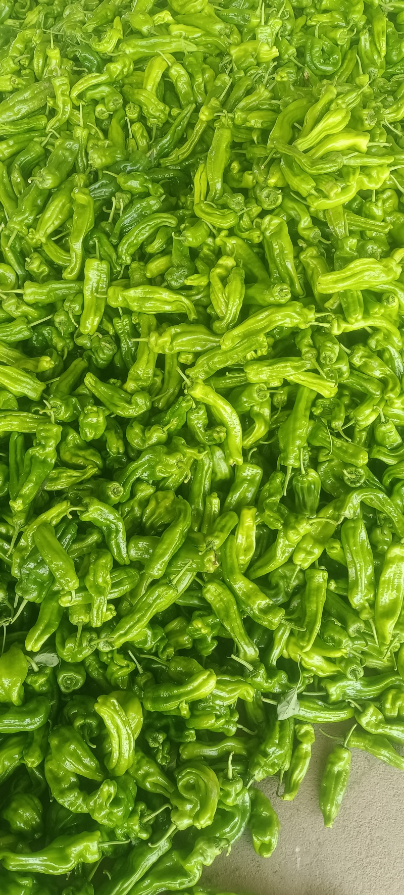新茬芜湖椒大量上市中，货源充足质量保证