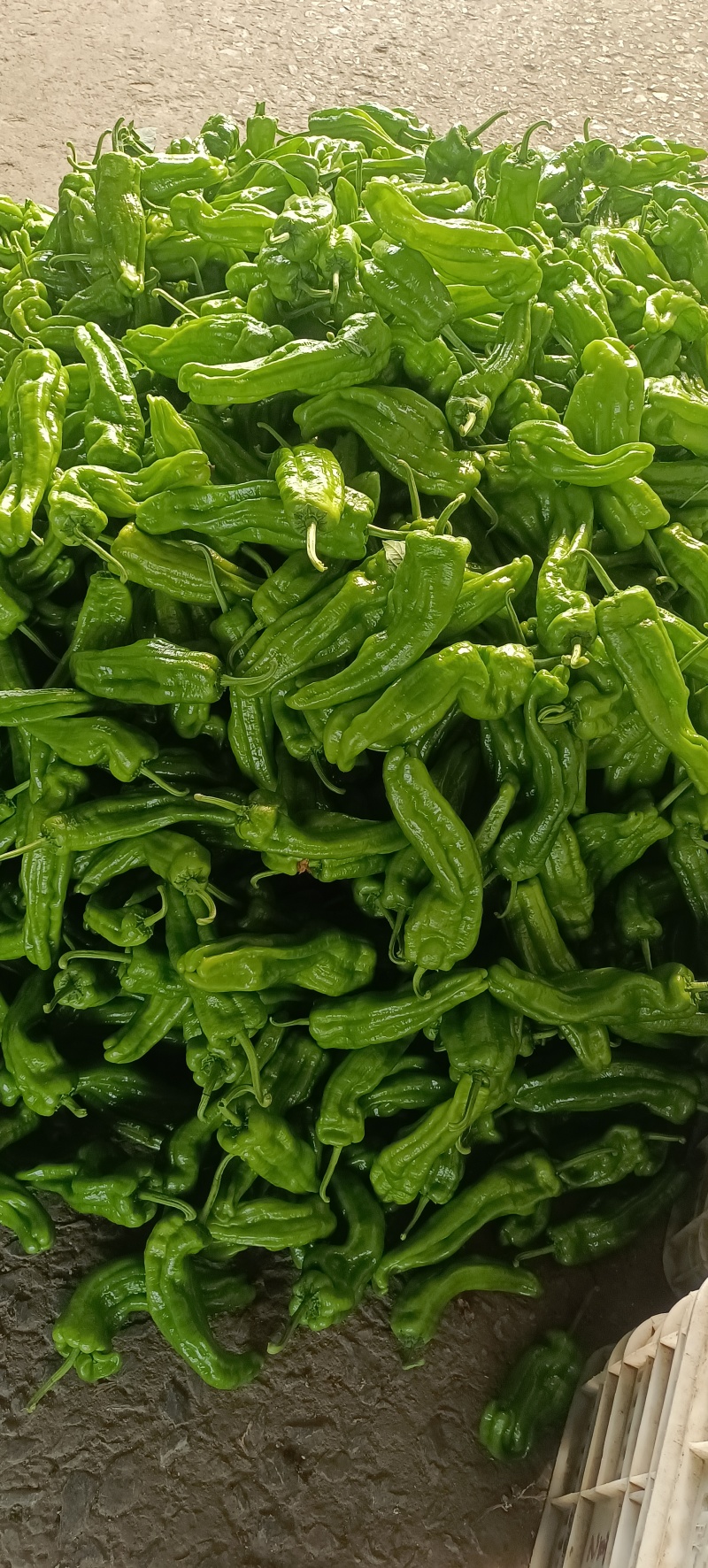 新茬芜湖椒大量上市中，货源充足质量保证