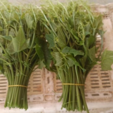 鲜嫩龙须菜，(又名佛手瓜尖新鲜直供，