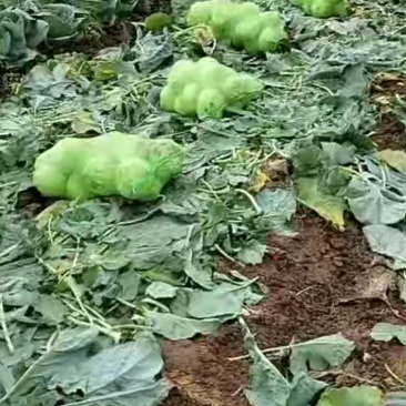 苤蓝疙瘩