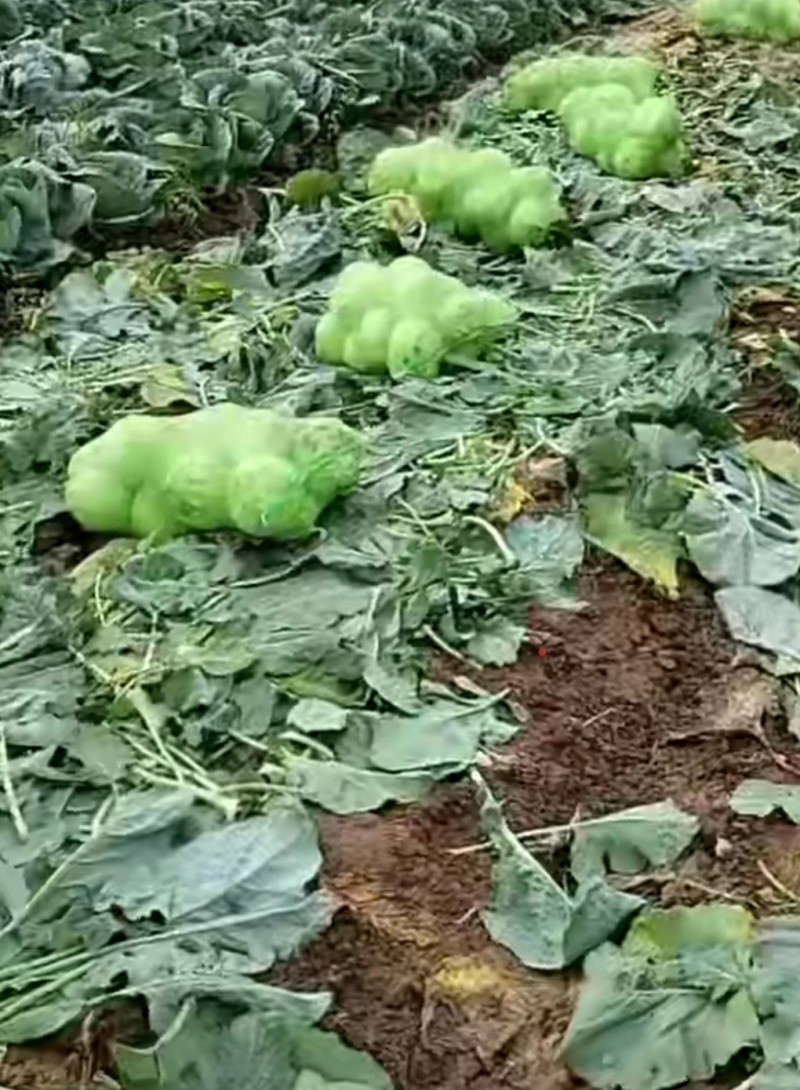 苤蓝疙瘩