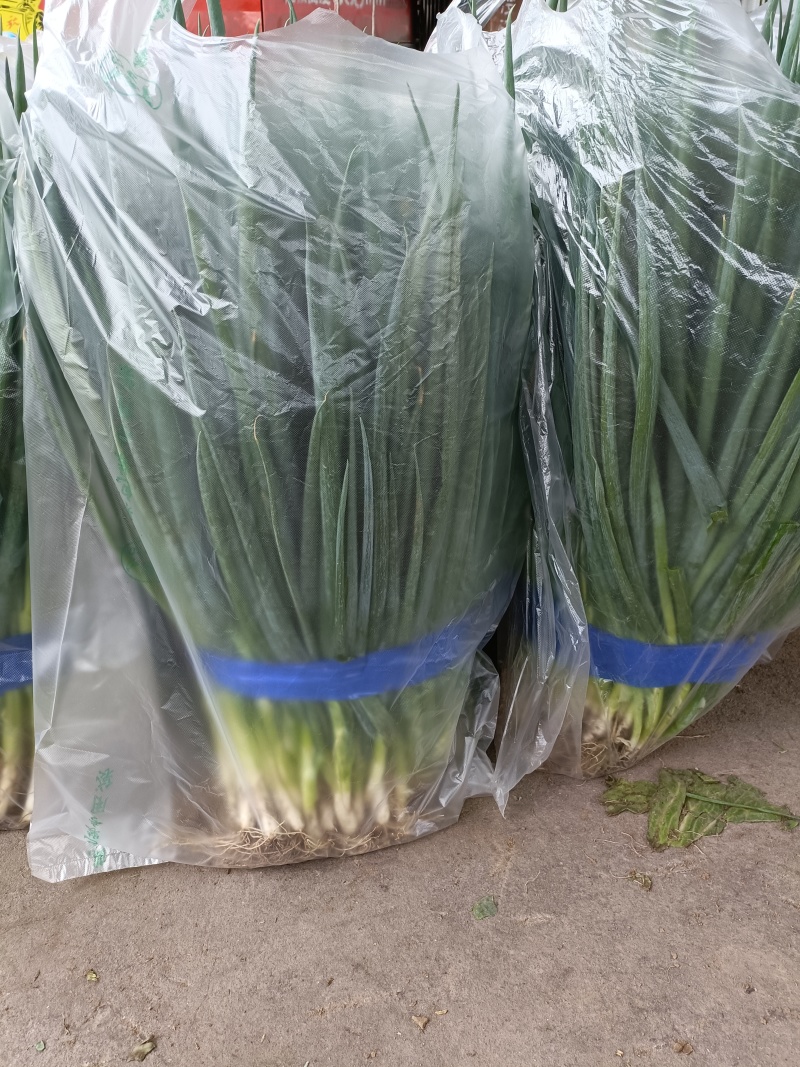 香葱小葱60~70cm【质量保证】【产地直销】