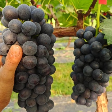 夏黑葡萄商丘夏邑产地直供全国.200农户量大从优随时看货