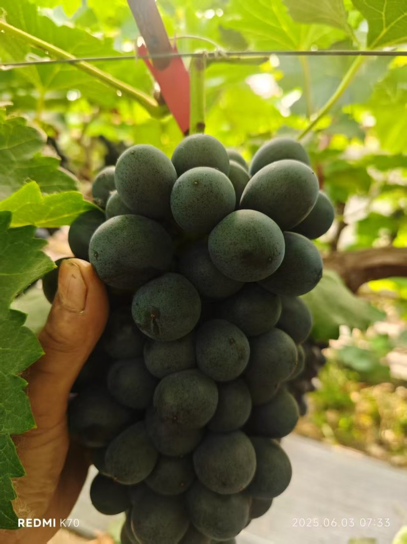 夏黑葡萄商丘夏邑产地直供全国.200农户量大从优随时看货