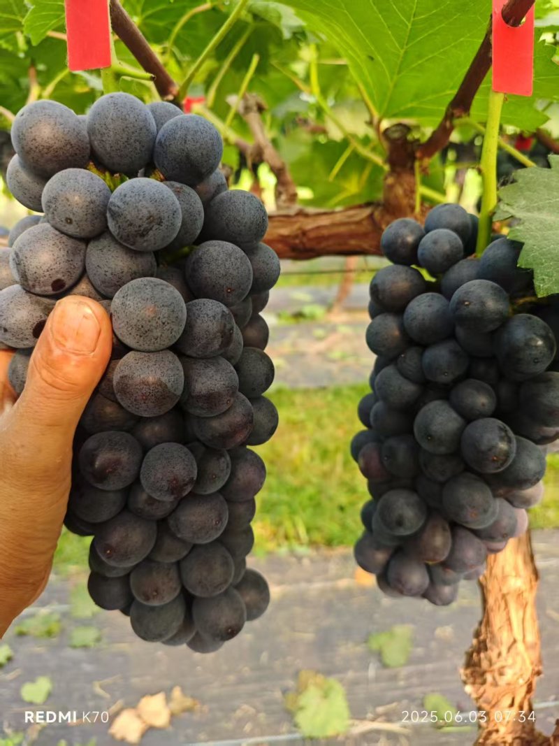 夏黑葡萄商丘夏邑产地直供全国.200农户量大从优随时看货