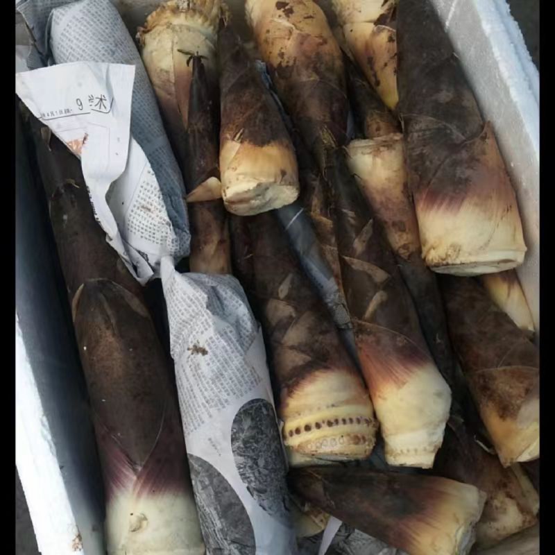 成都斑竹笋批发