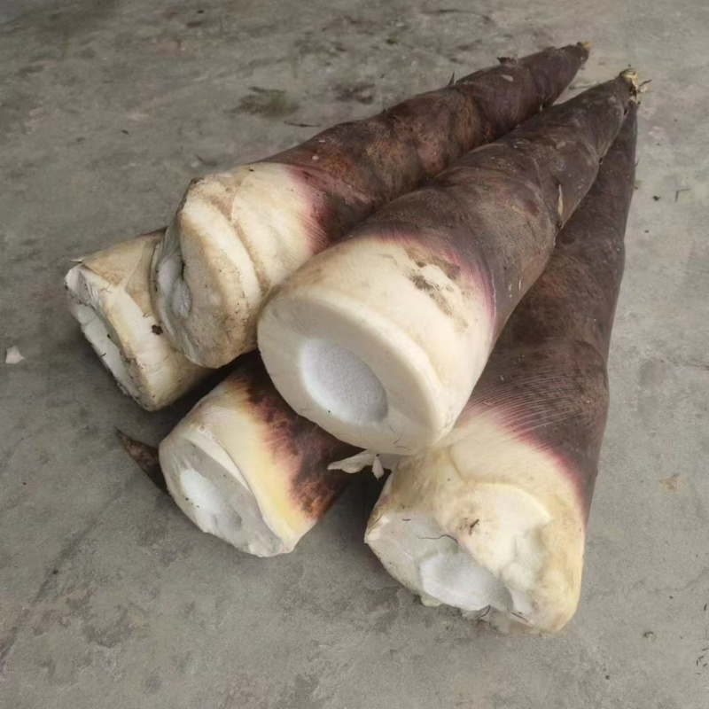 成都斑竹笋批发