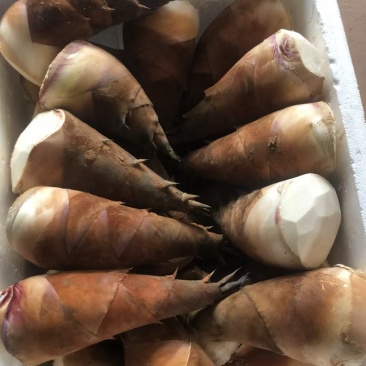 成都甜竹笋泡沫箱加冰批发
