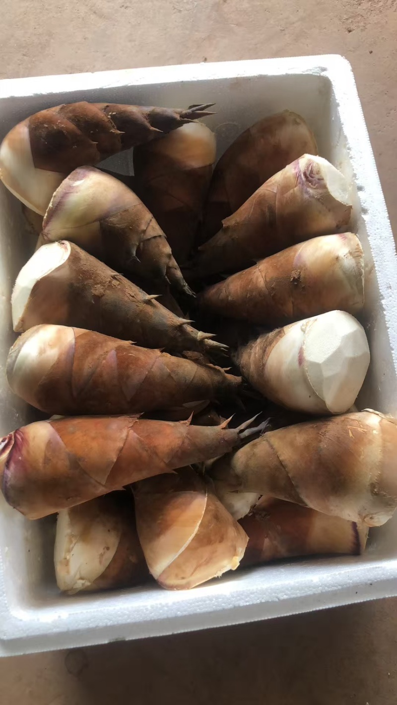 成都甜竹笋泡沫箱加冰批发