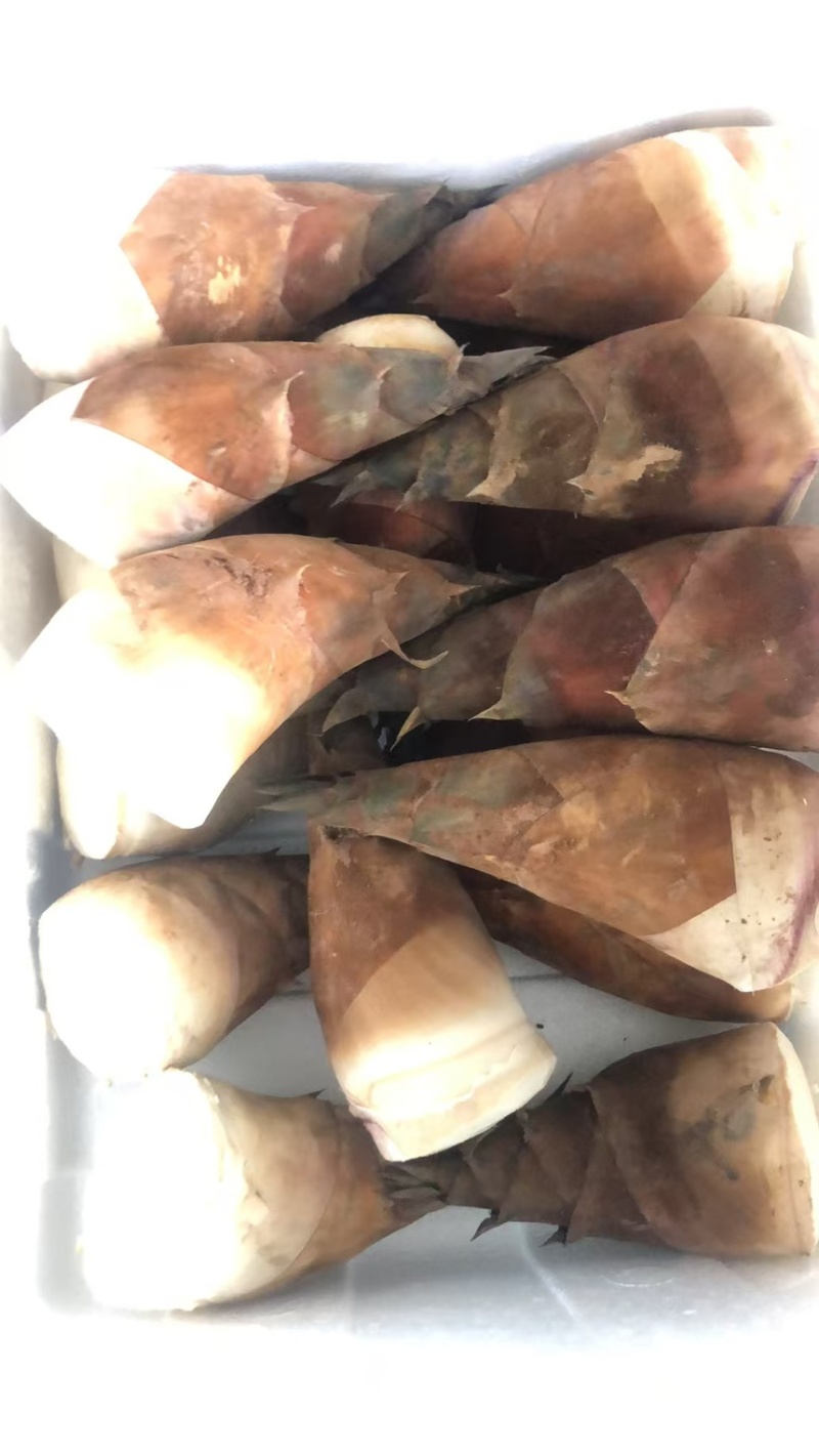 成都甜竹笋泡沫箱加冰批发