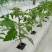 有机蔬菜种植条椰糠条无土栽培营养土