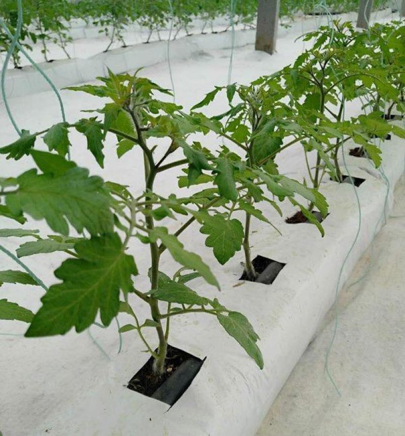有机蔬菜种植条椰糠条无土栽培营养土