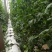 有机蔬菜种植条椰糠条无土栽培营养土