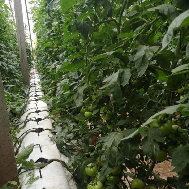 有机蔬菜种植条椰糠条无土栽培营养土