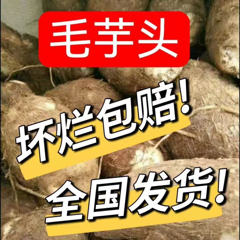 25年新芋头/牛奶芋/毛芋8520/全国发货/坏果包赔