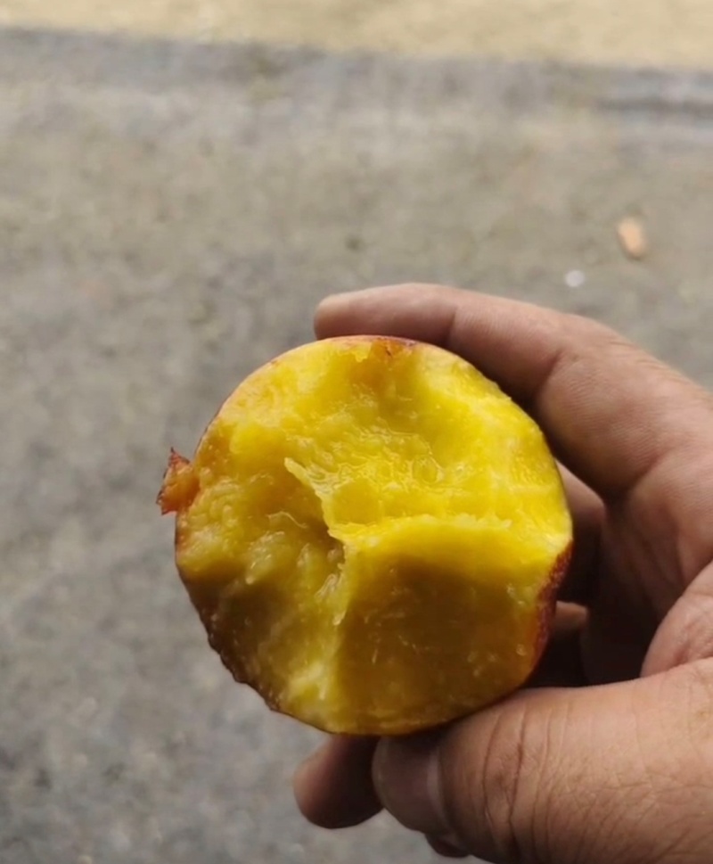 山东精品油桃曙光油桃货源充足产地直供量大从优