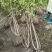丛生木芙蓉5叉、6叉、7叉、8叉基地有量，欢迎来订购。