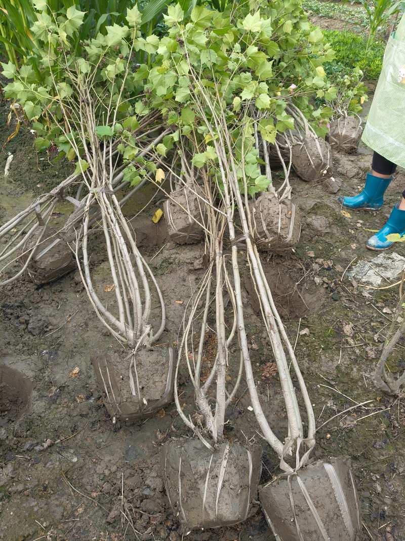 丛生木芙蓉5叉、6叉、7叉、8叉基地有量，欢迎来订购。