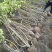 丛生木芙蓉5叉、6叉、7叉、8叉基地有量，欢迎来订购。