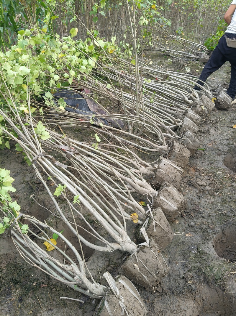 丛生木芙蓉5叉、6叉、7叉、8叉基地有量，欢迎来订购。