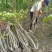 丛生木芙蓉5叉、6叉、7叉、8叉基地有量，欢迎来订购。