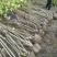 丛生木芙蓉5叉、6叉、7叉、8叉基地有量，欢迎来订购。