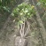 丛生木芙蓉5叉、6叉、7叉、8叉基地有量，欢迎来订购。