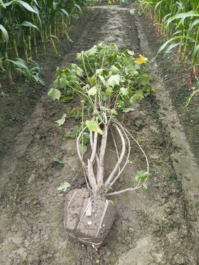 丛生木芙蓉5叉、6叉、7叉、8叉基地有量，欢迎来订购。
