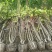 丛生木芙蓉5叉、6叉、7叉、8叉基地有量，欢迎来订购。