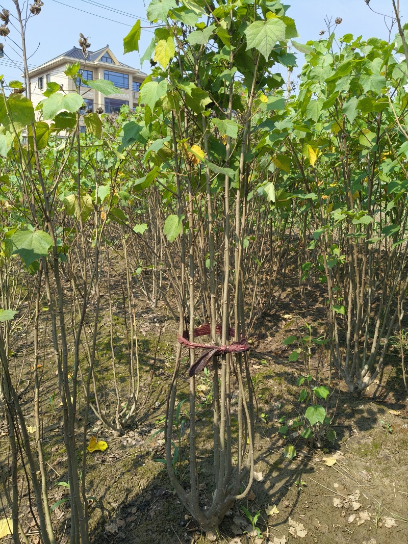 丛生木芙蓉5叉、6叉、7叉、8叉基地有量，欢迎来订购。