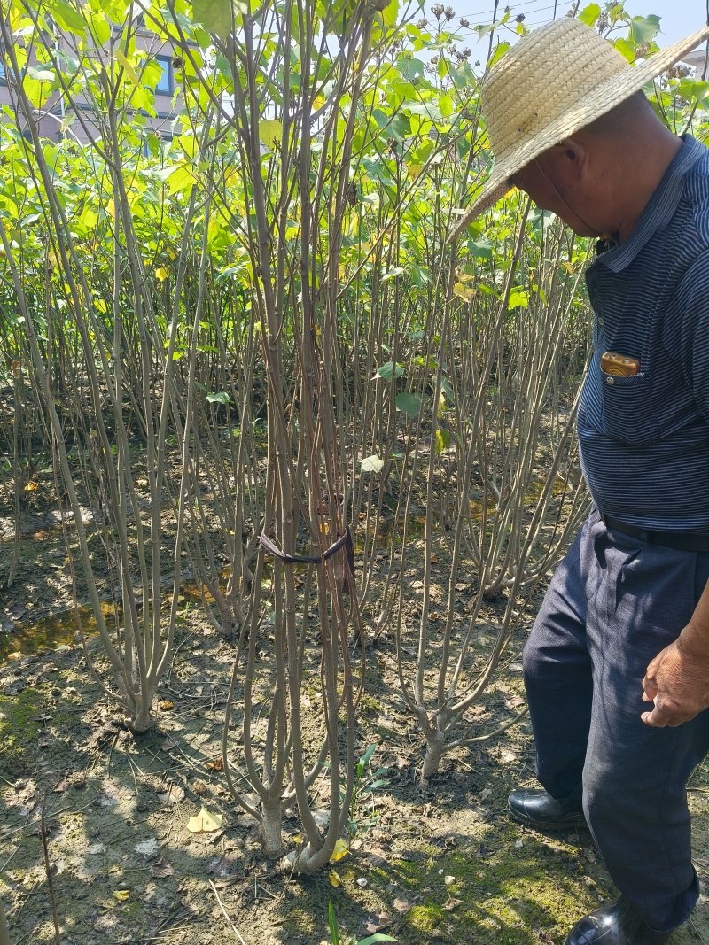 丛生木芙蓉5叉、6叉、7叉、8叉基地有量，欢迎来订购。