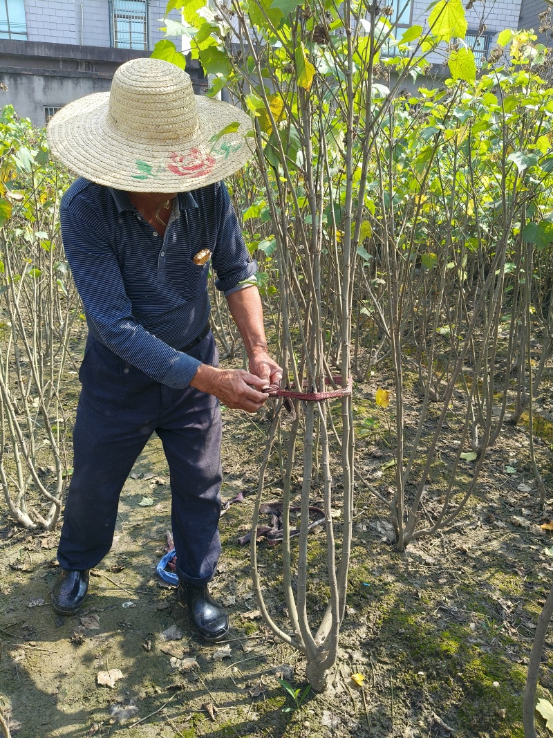 丛生木芙蓉5叉、6叉、7叉、8叉基地有量，欢迎来订购。