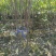 丛生木芙蓉5叉、6叉、7叉、8叉基地有量，欢迎来订购。