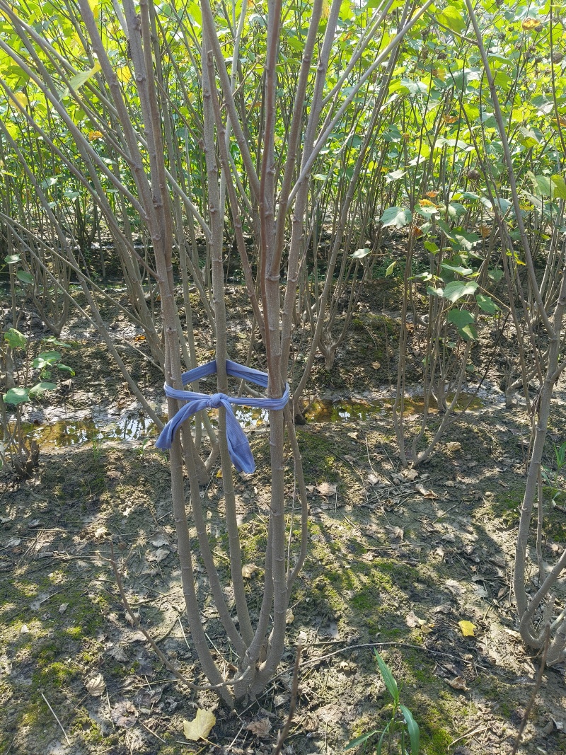 丛生木芙蓉5叉、6叉、7叉、8叉基地有量，欢迎来订购。