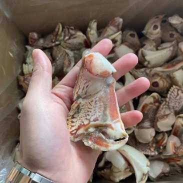 元宝蟹钳，虎纹蟹钳，蟹钳，厂家直销，量大从优
