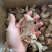 元宝蟹钳，虎纹蟹钳，蟹钳，厂家直销，量大从优