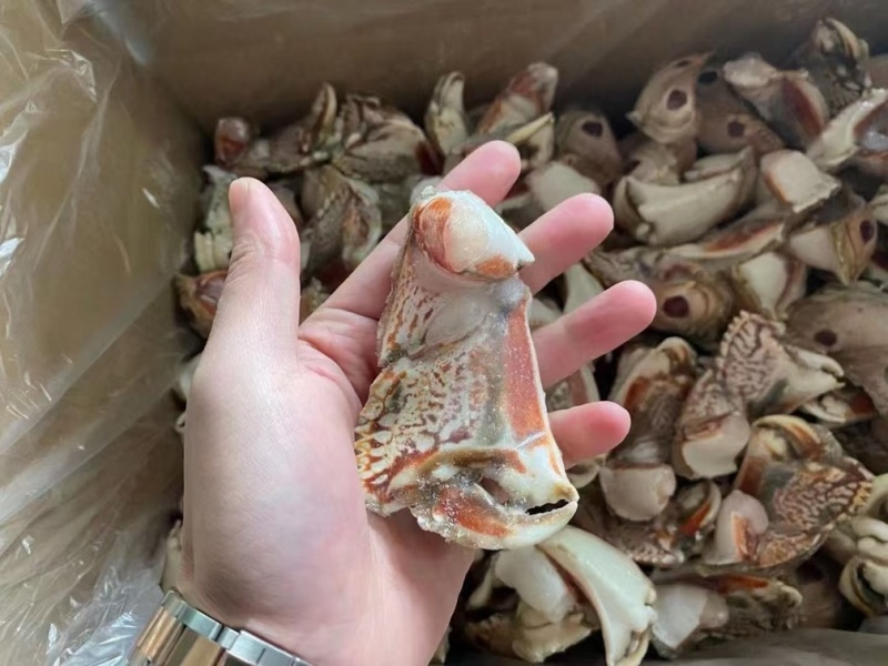 元宝蟹钳，虎纹蟹钳，蟹钳，厂家直销，量大从优
