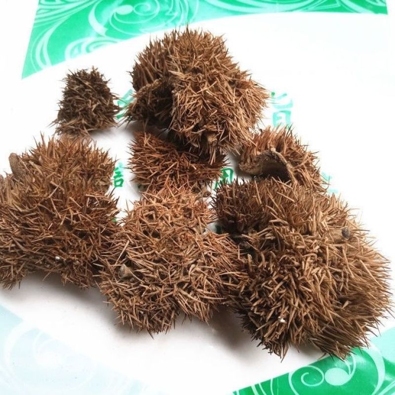 板栗壳新货中药材带刺球栗刺壳风栗壳板粟刺壳晒干迁西栗子刺