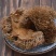 板栗壳新货中药材带刺球栗刺壳风栗壳板粟刺壳晒干迁西栗子刺
