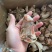 元宝蟹钳，虎纹蟹钳，蟹钳，厂家直销，量大从优