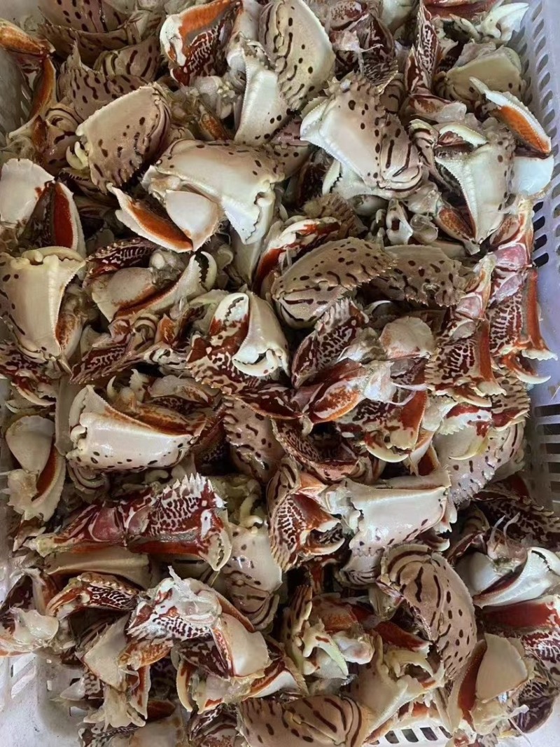 元宝蟹钳，虎纹蟹钳，蟹钳，厂家直销，量大从优