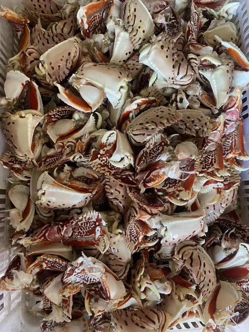 元宝蟹钳，虎纹蟹钳，蟹钳，厂家直销，量大从优