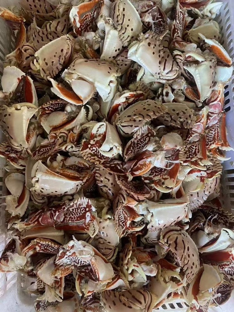 元宝蟹钳，虎纹蟹钳，蟹钳，厂家直销，量大从优