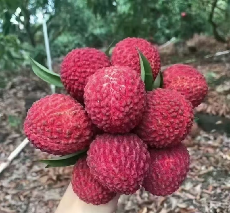 一件代发海口火山荔枝荔枝王包邮发货足斤足两