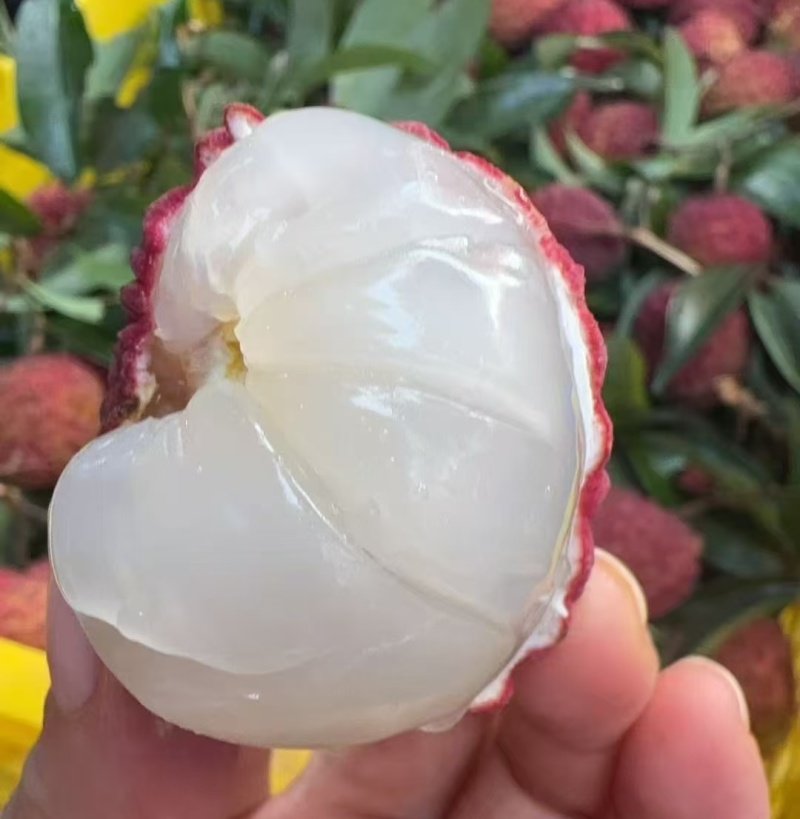 一件代发海口火山荔枝荔枝王包邮发货足斤足两