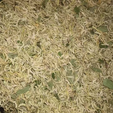 山东东营头茬金银花
