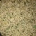 山东东营头茬金银花